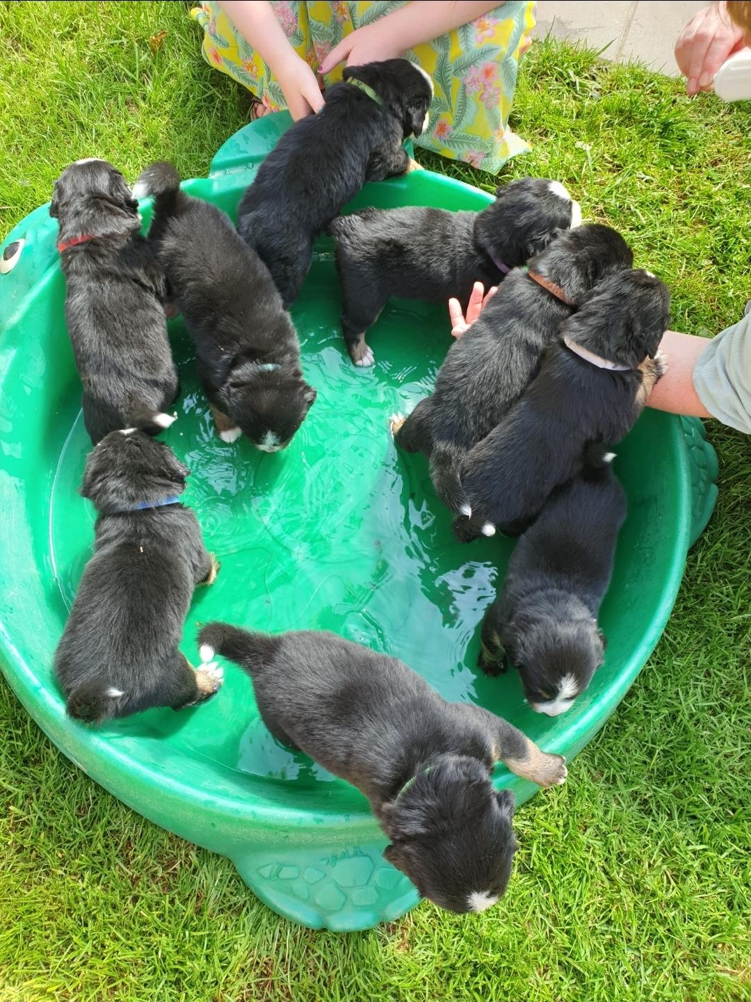 Berner sennenhund Hannibal billede 16