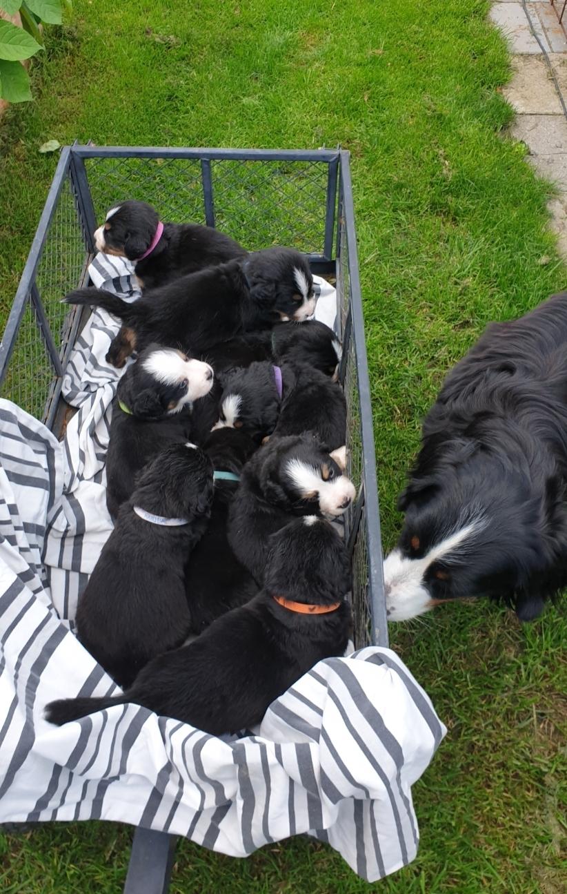 Berner sennenhund Hannibal billede 17