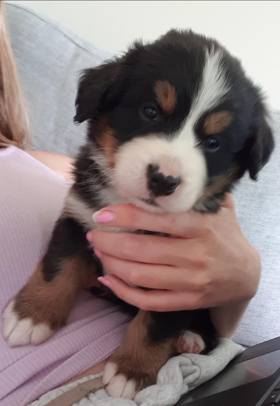 Berner sennenhund Hannibal billede 18