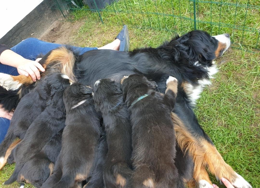 Berner sennenhund Hannibal - Lidt over 1 mdr gammel og kan næsten ik være der alle mere.. billede 19
