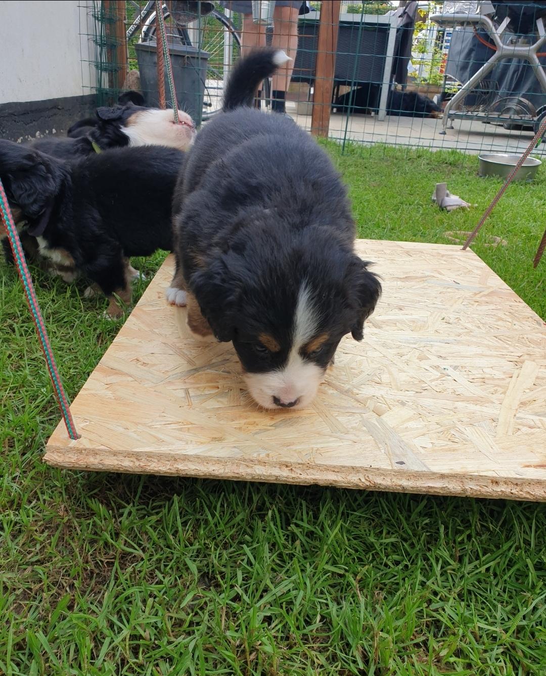 Berner sennenhund Hannibal billede 20