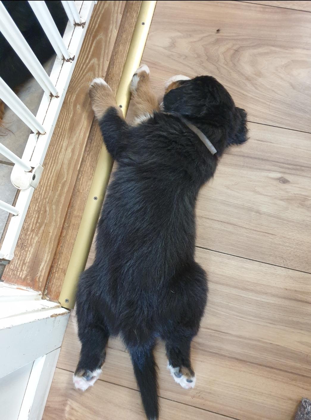 Berner sennenhund Hannibal - Ligger stadig som sin far billede 21