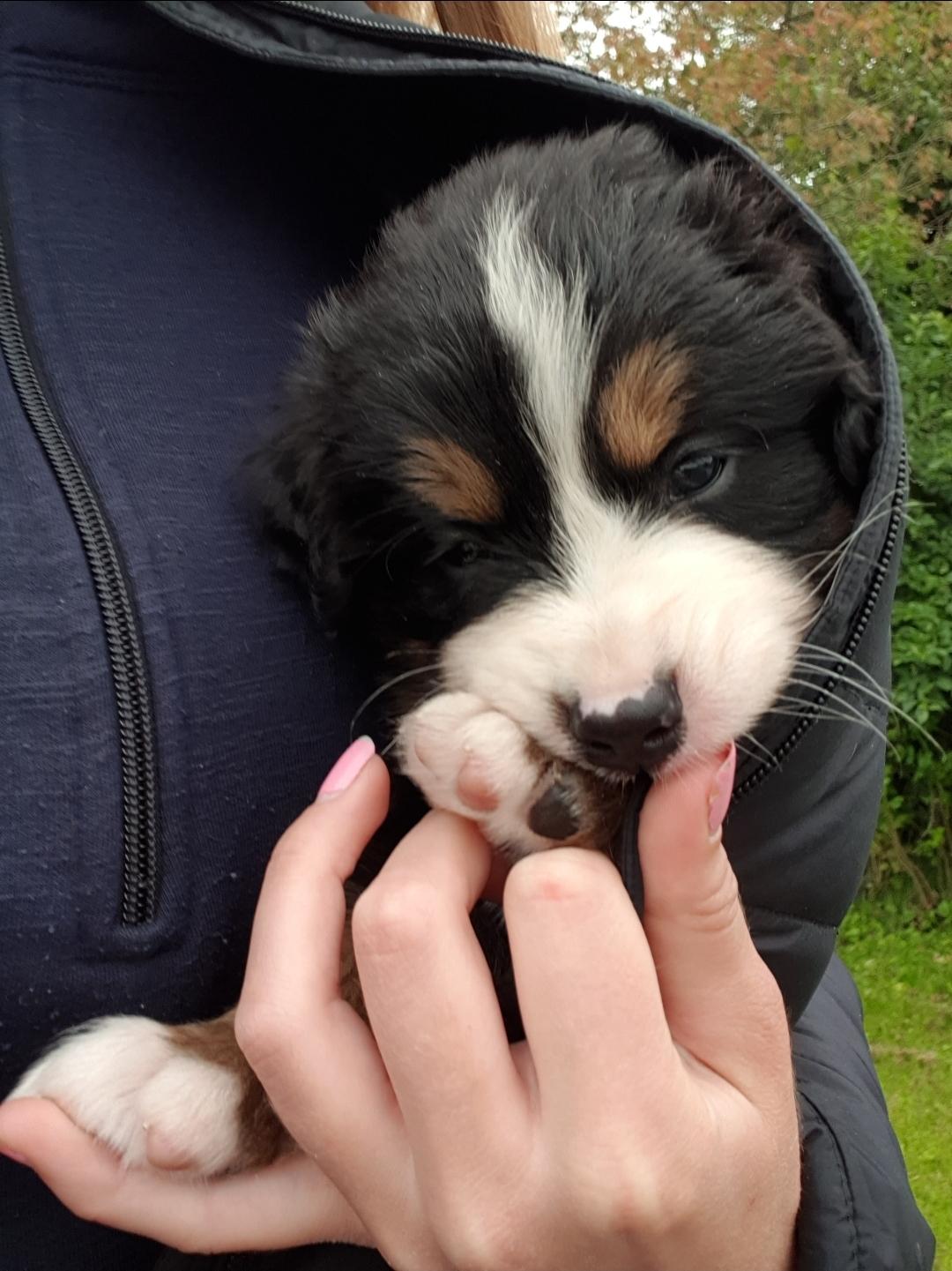 Berner sennenhund Hannibal - Når man bliver træt på tur billede 22