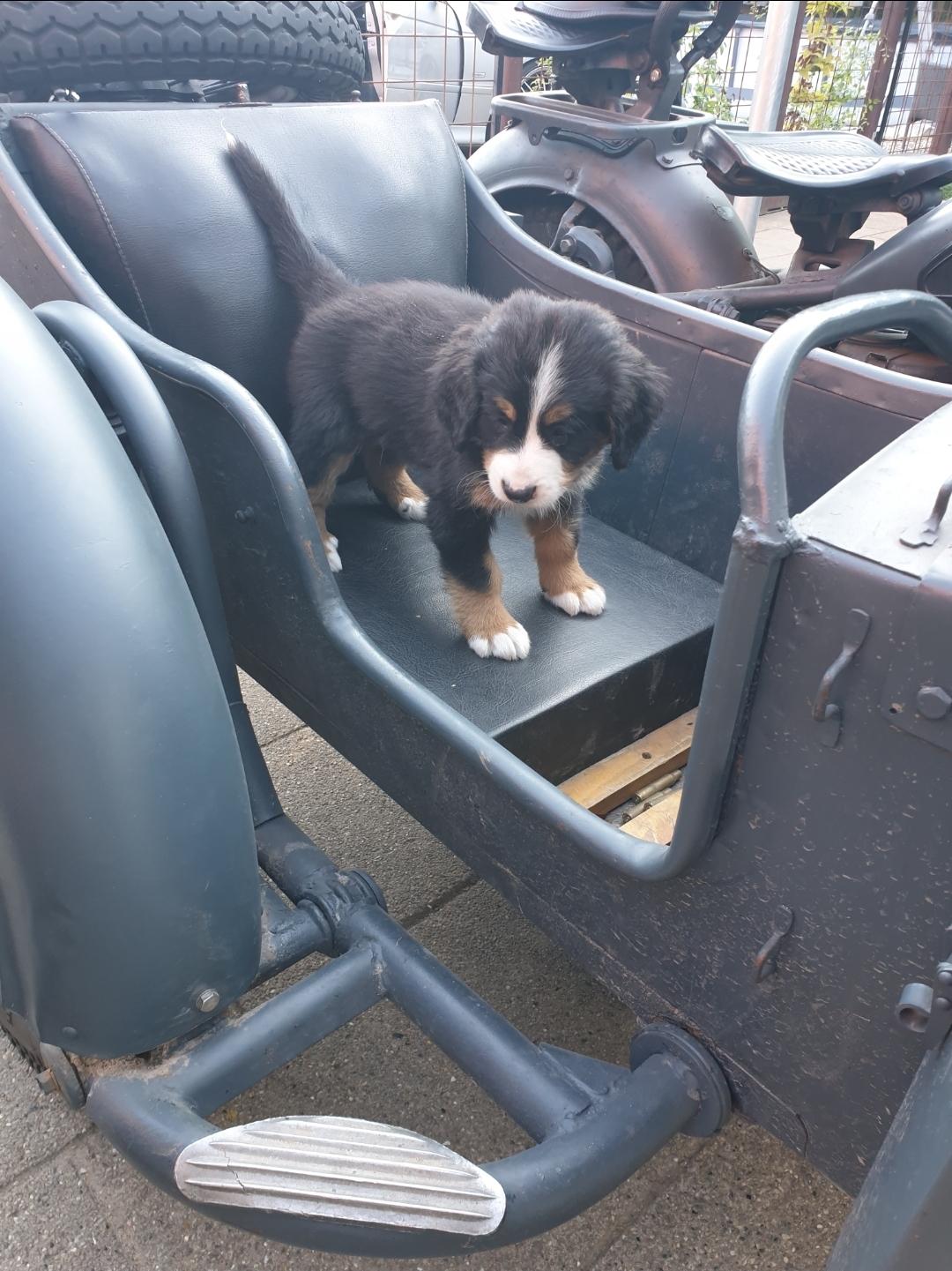 Berner sennenhund Hannibal - I den gamle sidevogn (endda tændt) billede 23