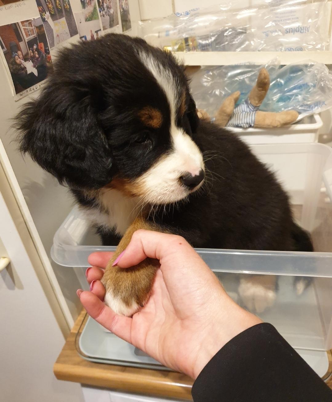 Berner sennenhund Hannibal - Den ugentlige vejning billede 25