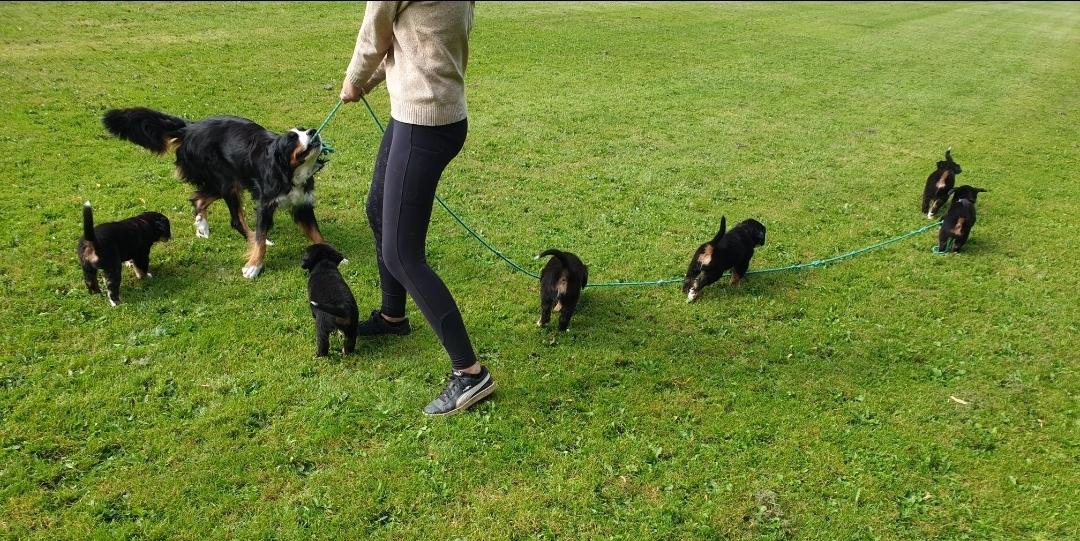 Berner sennenhund Hannibal - Første tur på sportspladsen  billede 24