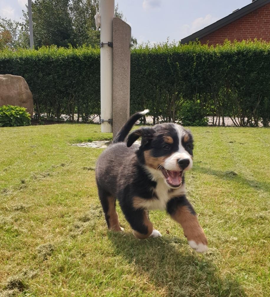 Berner sennenhund Hannibal billede 26