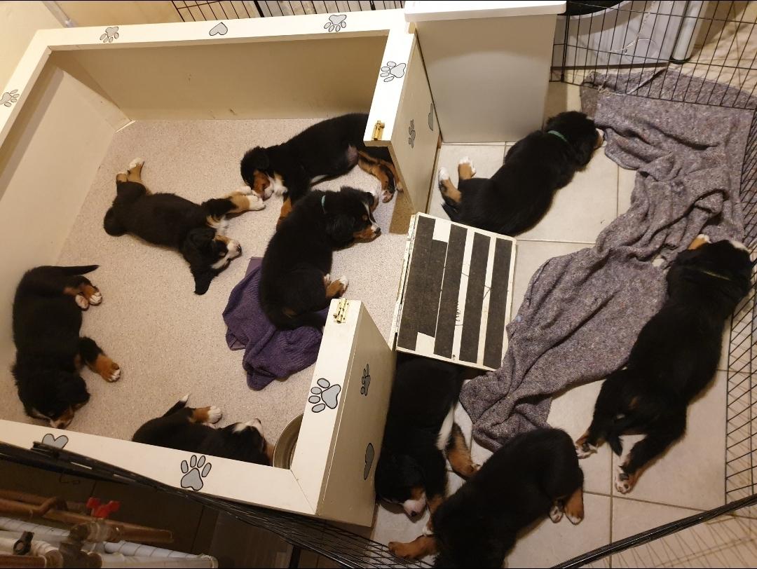 Berner sennenhund Hannibal billede 28