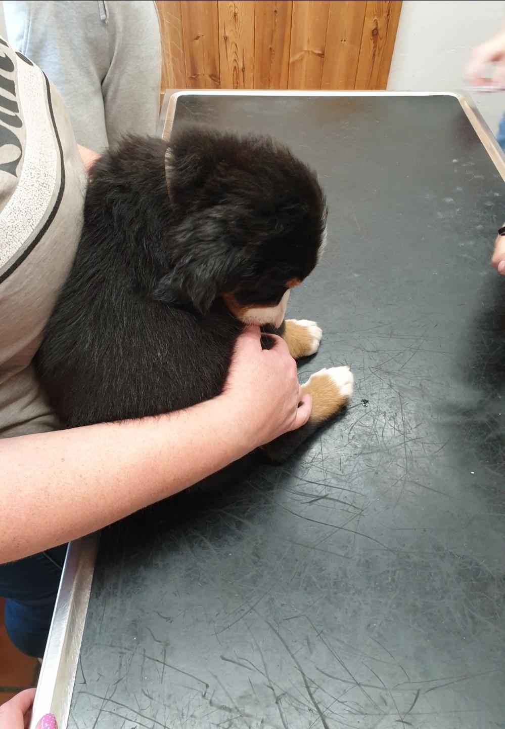 Berner sennenhund Hannibal - Første dyrlæge tjek billede 27