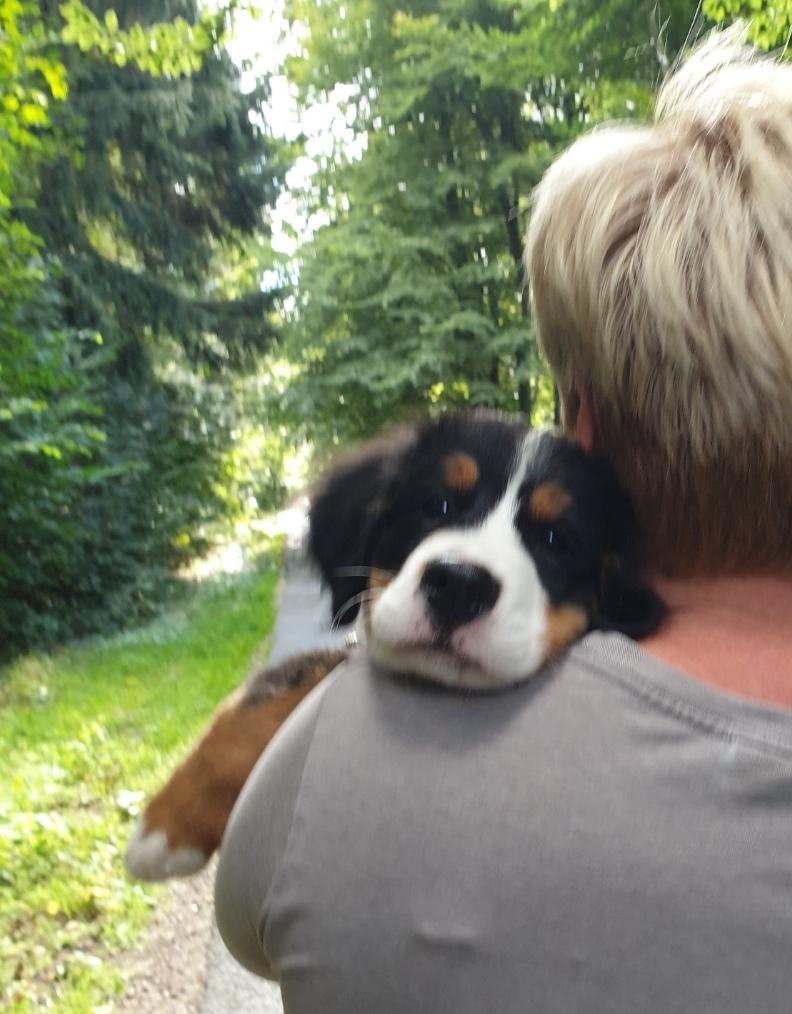 Berner sennenhund Hannibal - Efter han kom hjem -> billede 29