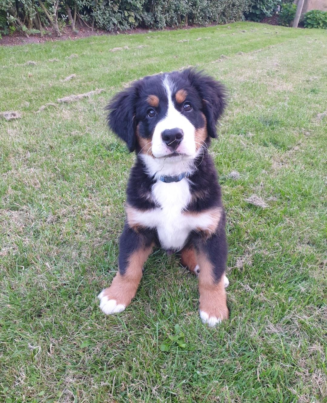 Berner sennenhund Hannibal billede 31