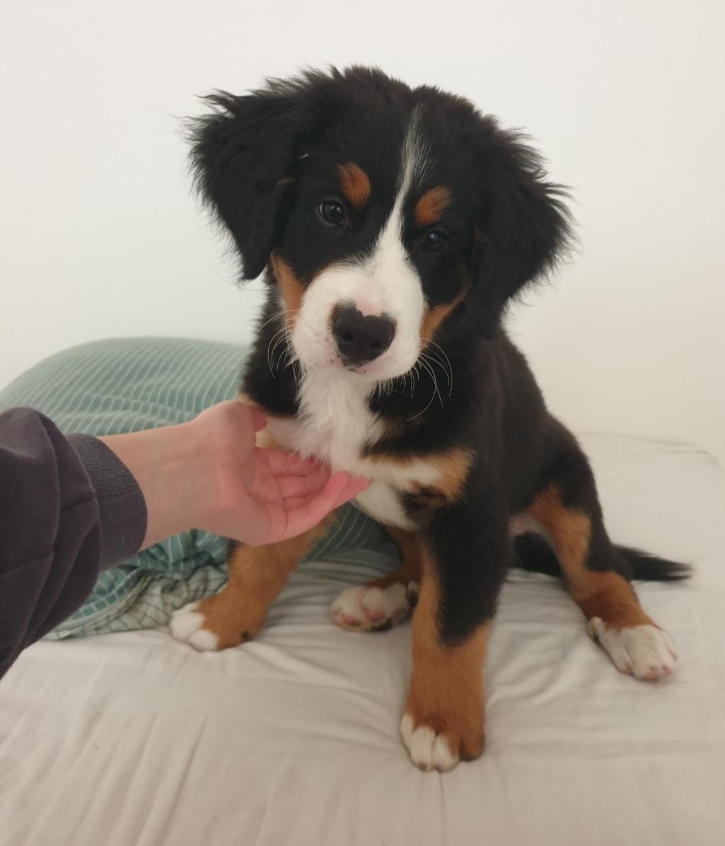 Berner sennenhund Hannibal billede 30