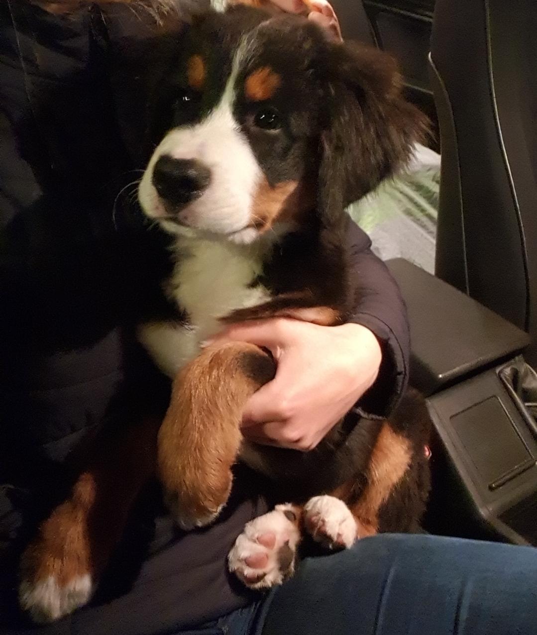 Berner sennenhund Hannibal - Hannibal ELSKER og kører bil billede 32