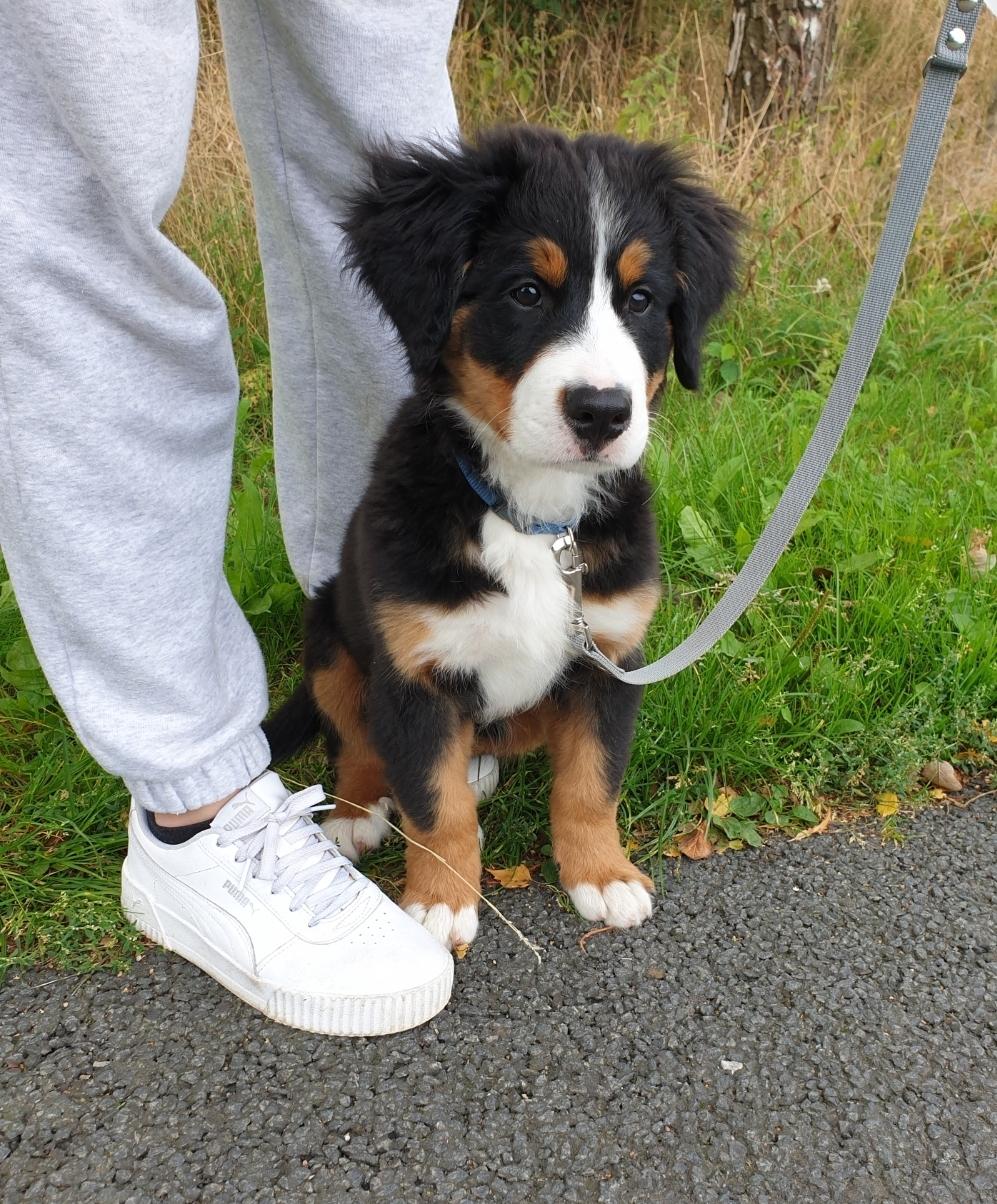 Berner sennenhund Hannibal - Første gang han ser en hest :p billede 34
