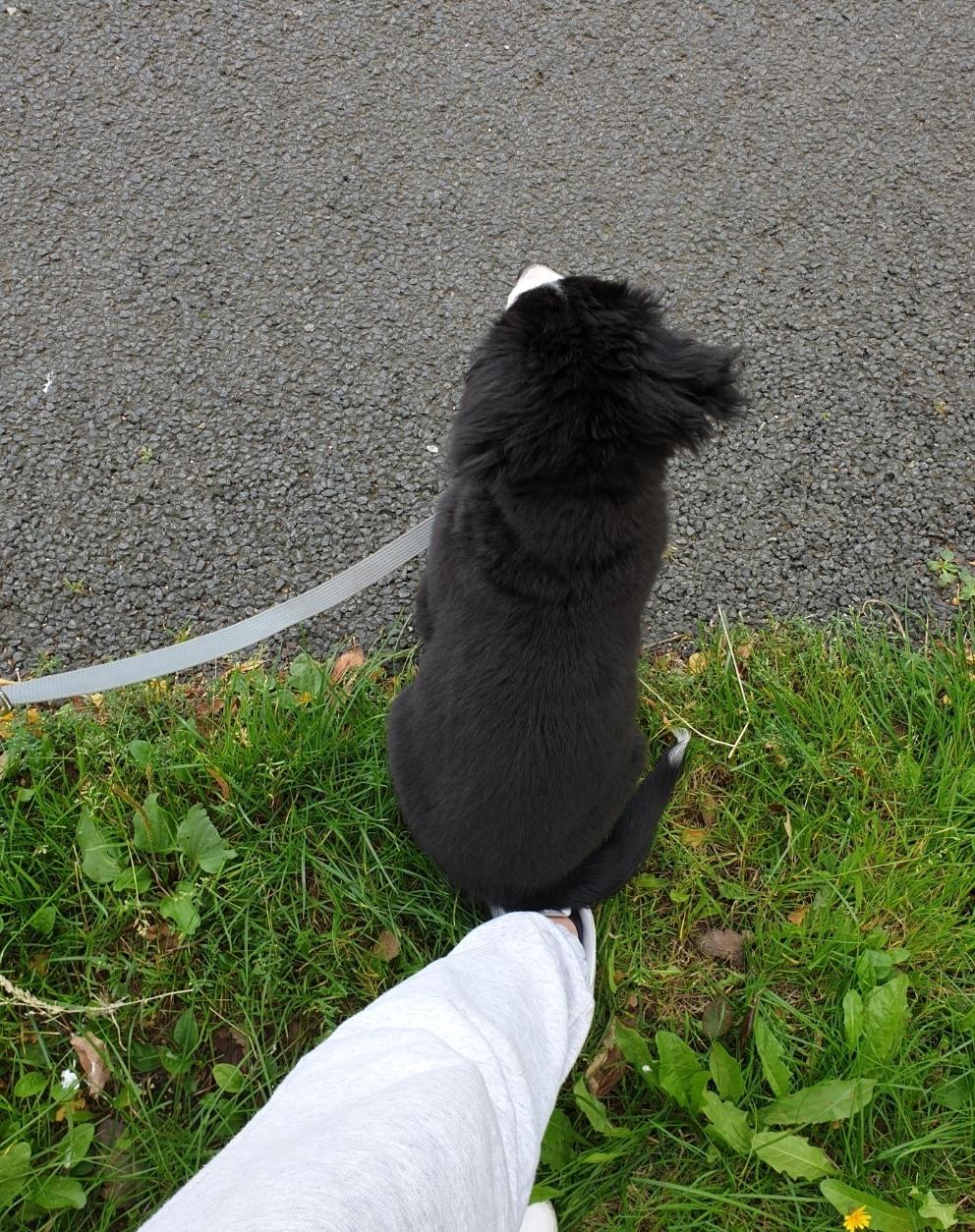 Berner sennenhund Hannibal - En rigtig berner sidder på fødderne :p billede 33