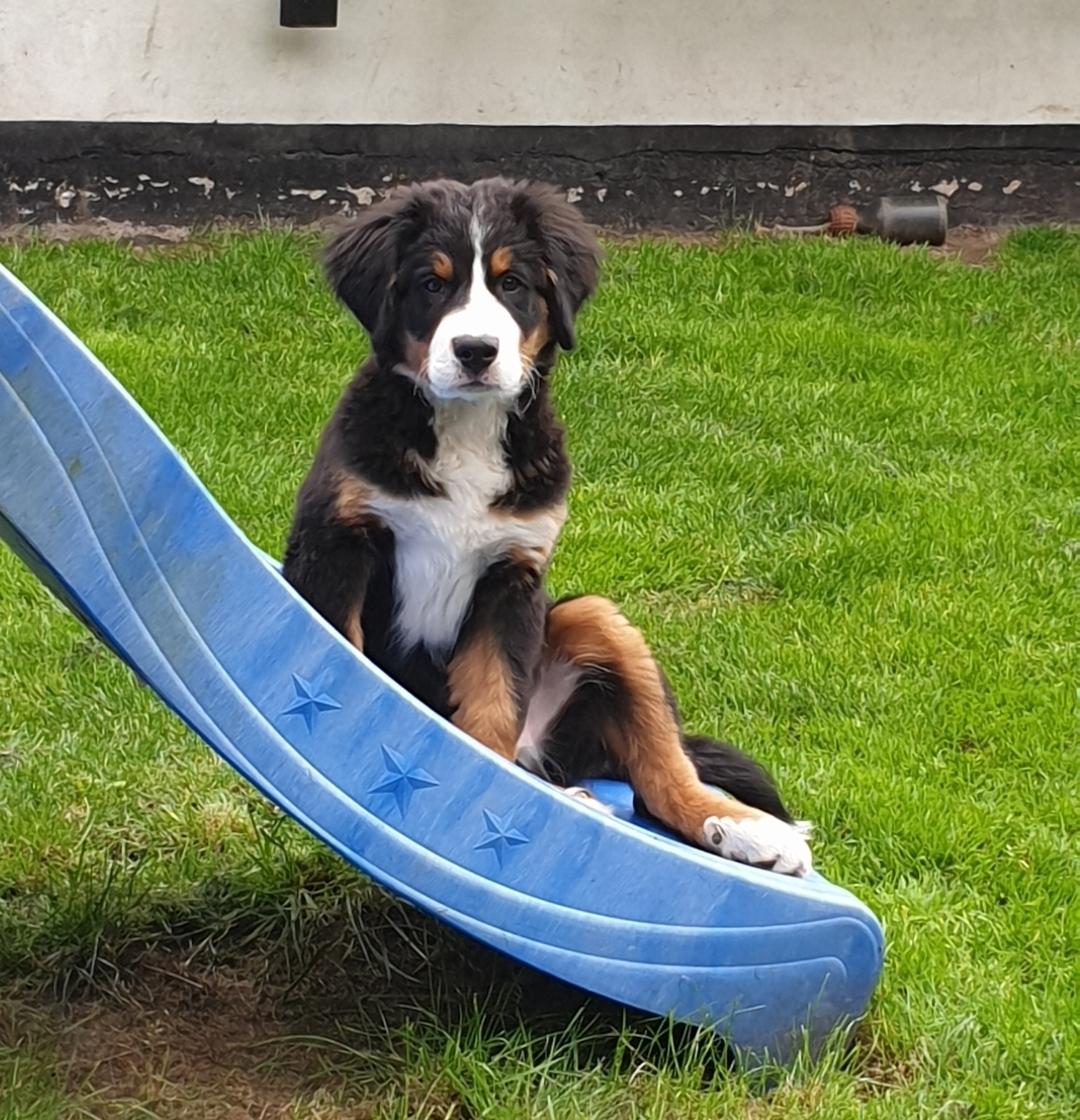 Berner sennenhund Hannibal billede 35