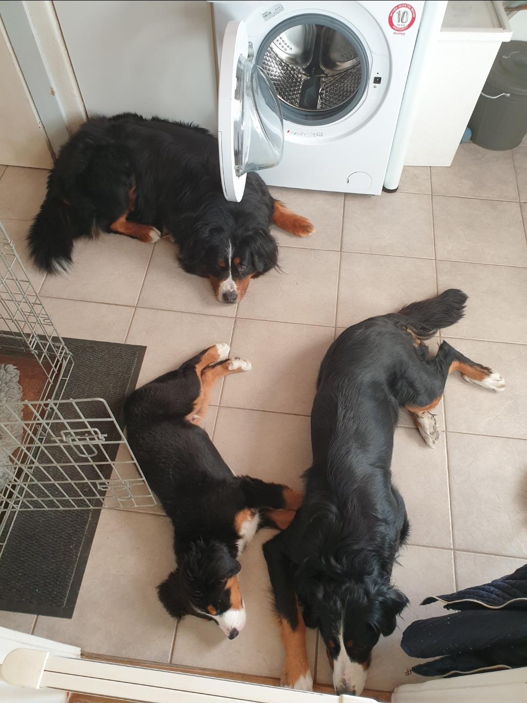 Berner sennenhund Hannibal billede 37