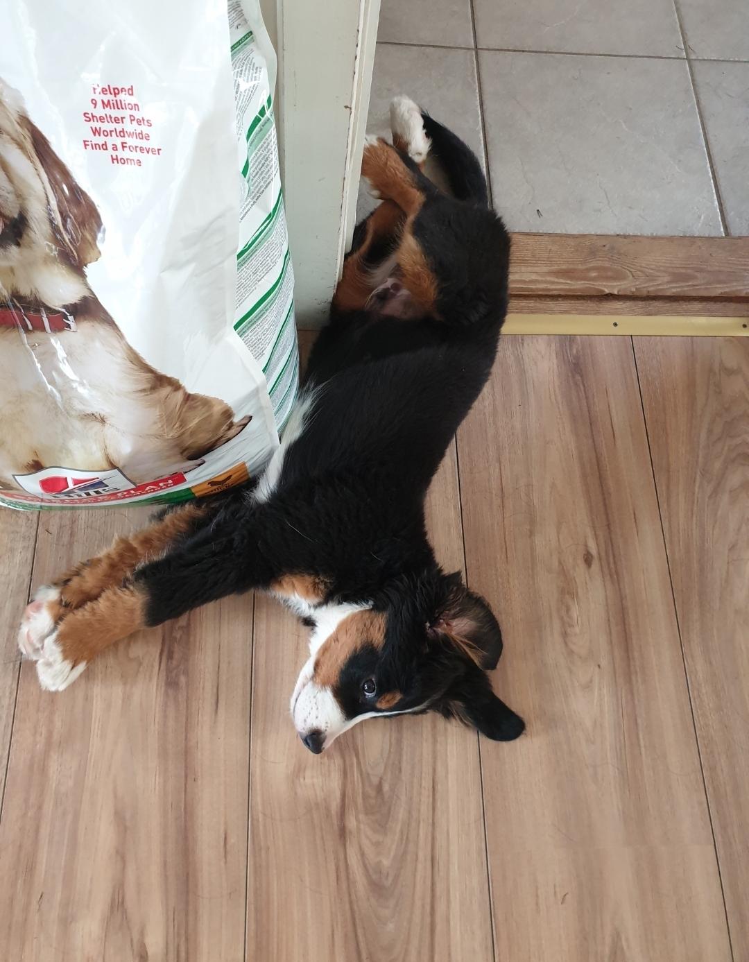 Berner sennenhund Hannibal billede 38