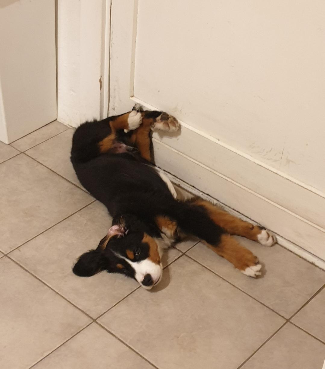 Berner sennenhund Hannibal billede 36