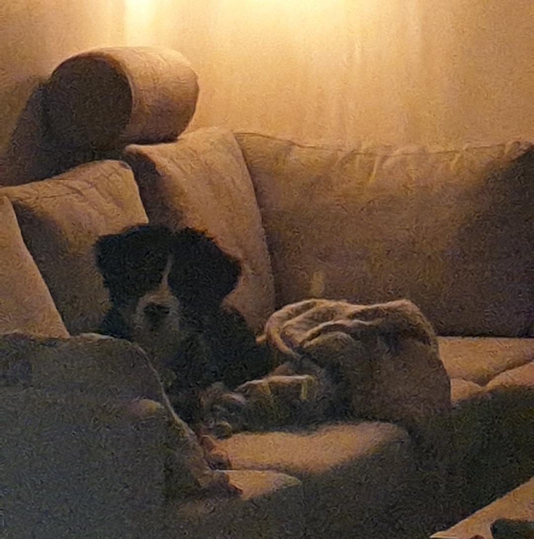 Berner sennenhund Hannibal billede 39