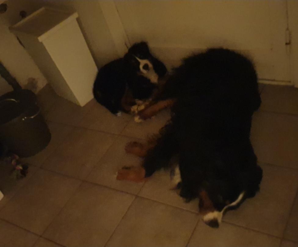 Berner sennenhund Hannibal billede 41