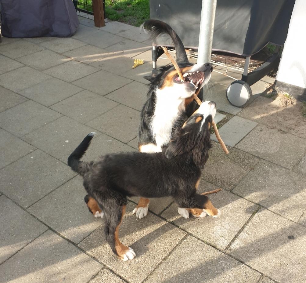 Berner sennenhund Hannibal billede 40