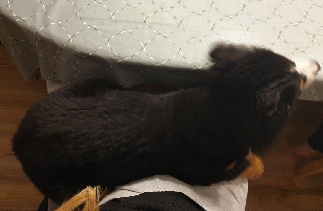 Berner sennenhund Hannibal - Kan stadig sidde på skødet billede 42