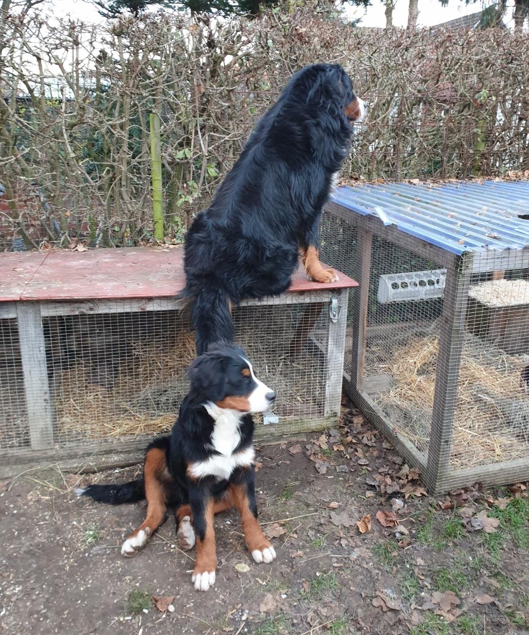 Berner sennenhund Hannibal - Holder vagt ved kaninerne med farmand billede 43