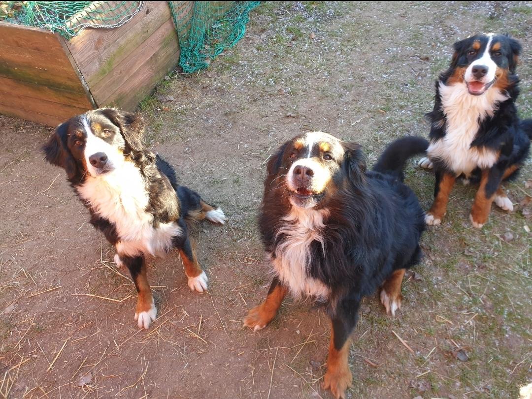 Berner sennenhund Hannibal - Mor, søn og far billede 44