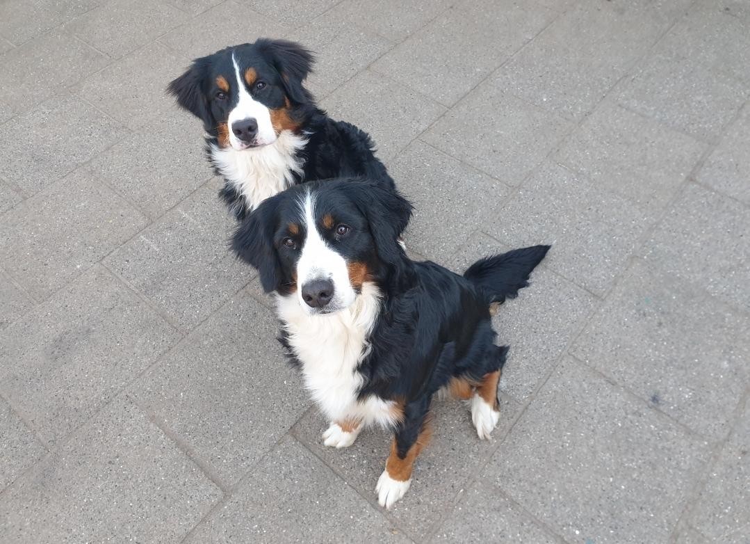 Berner sennenhund Hannibal - Hannibal og mor Toffie billede 45