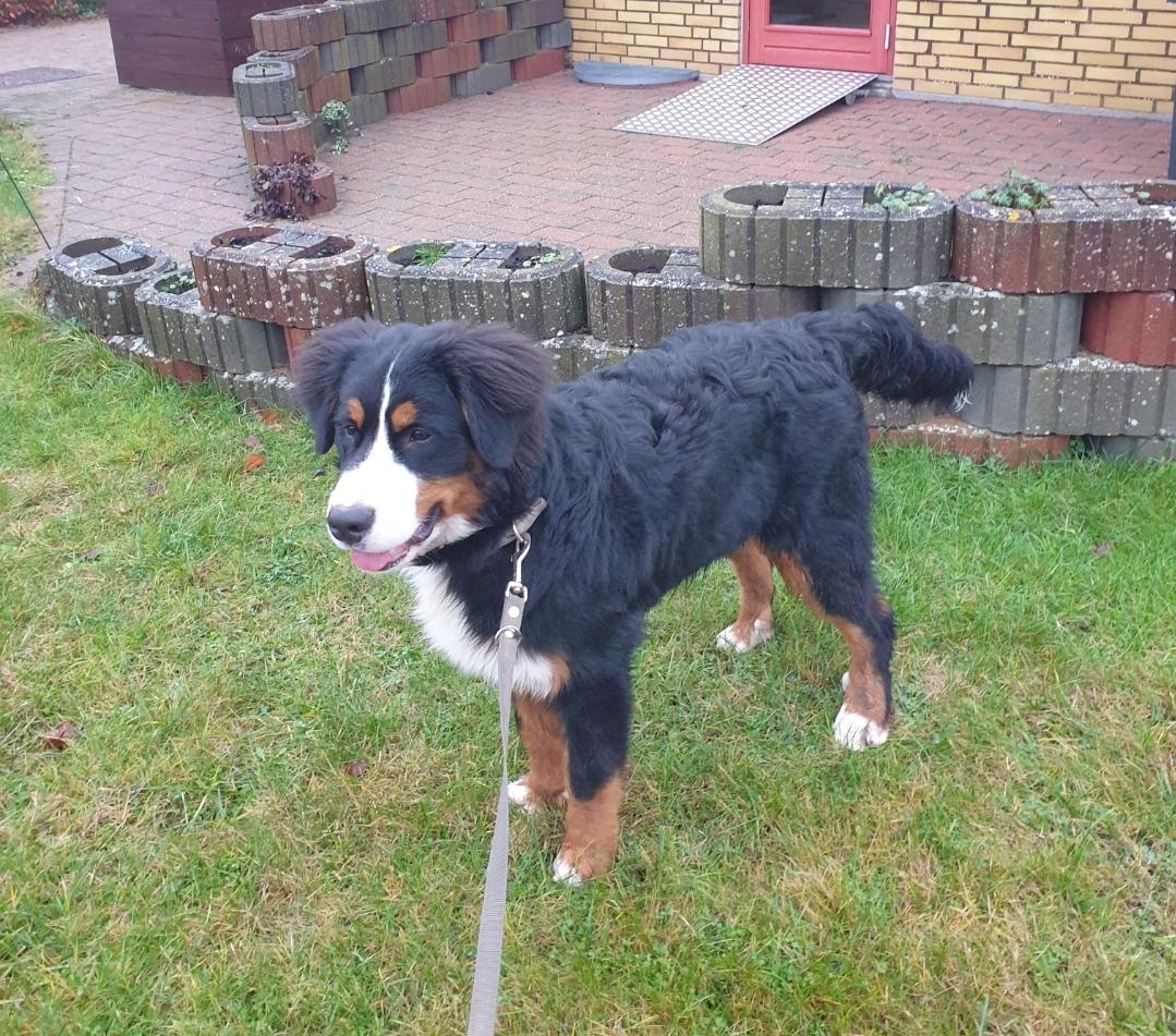 Berner sennenhund Hannibal billede 47