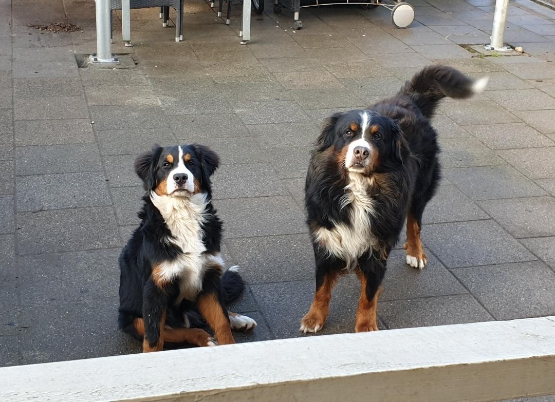 Berner sennenhund Hannibal billede 48