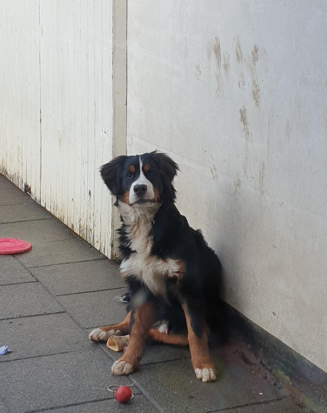 Berner sennenhund Hannibal billede 49