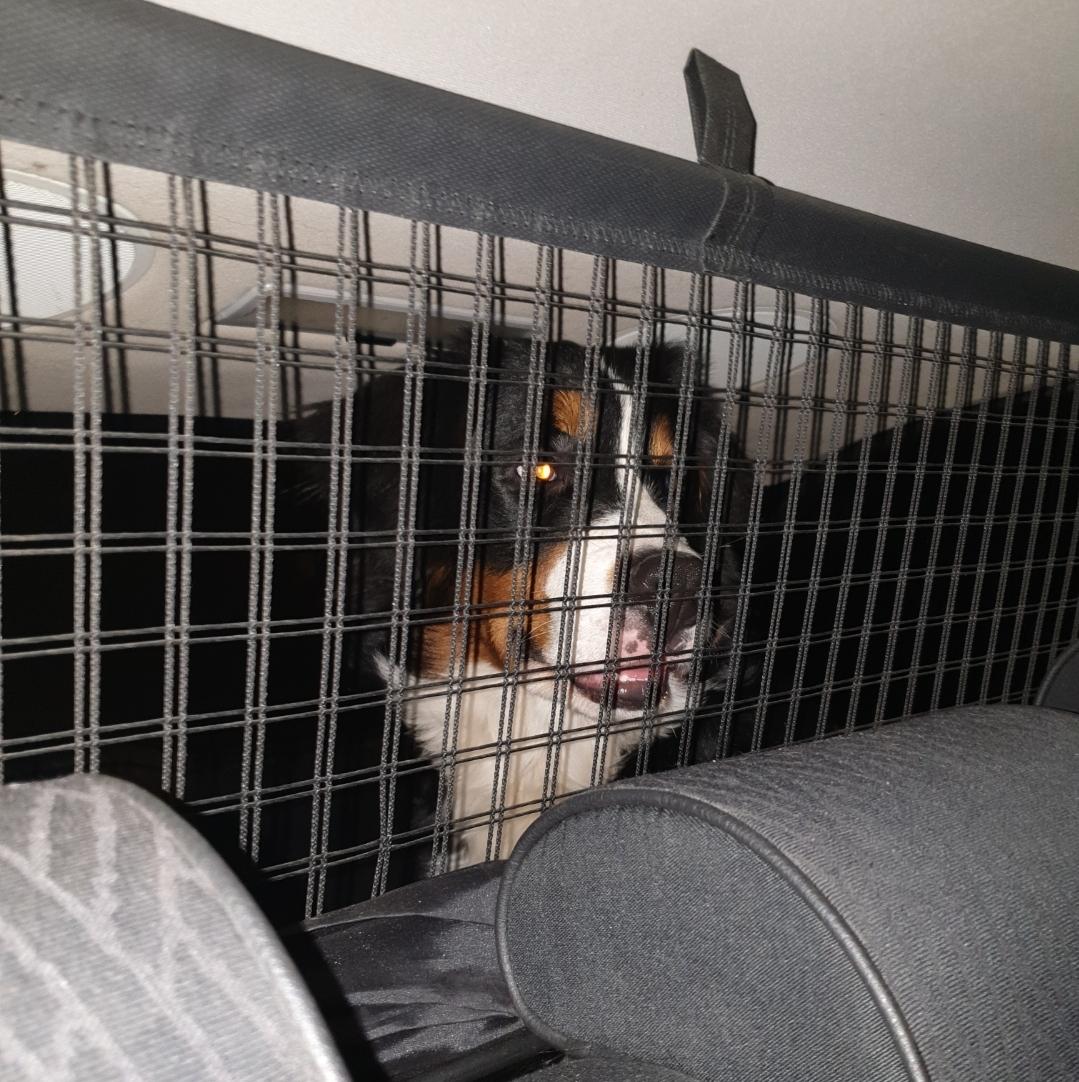 Berner sennenhund Hannibal billede 46