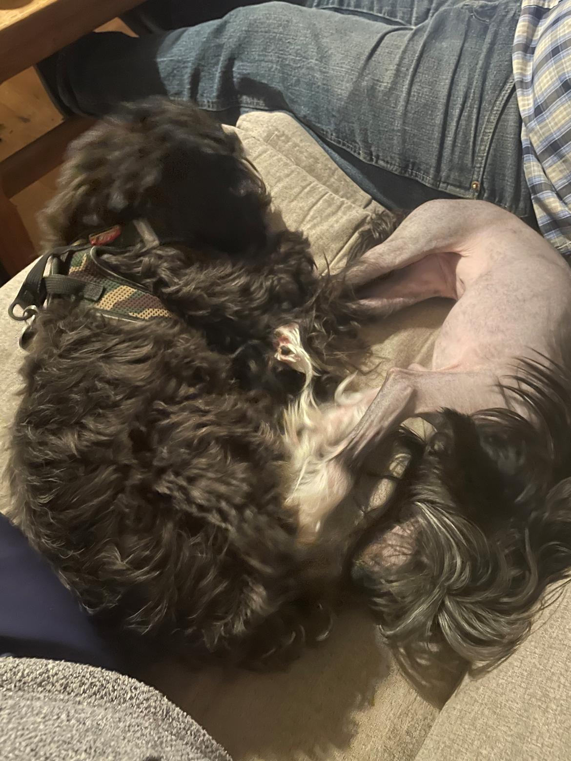 Chinese crested powder puff Coda - Sover sammen med lillesøster 🥰🥰🥰 billede 47