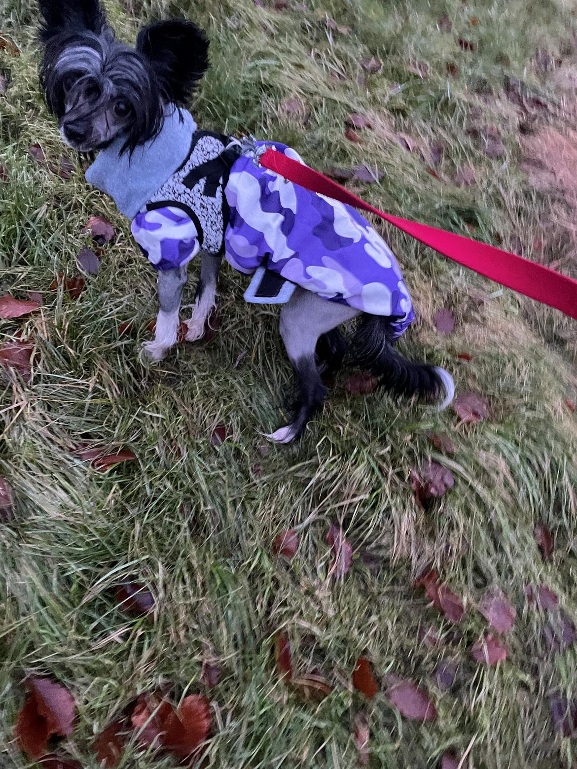 Chinese crested hårløs DJ billede 45