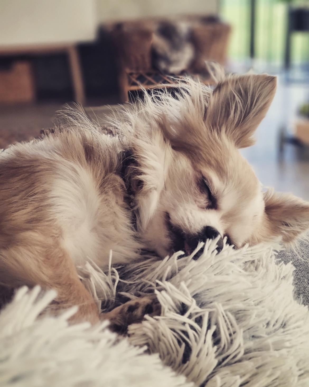 Chihuahua Arthur billede 11