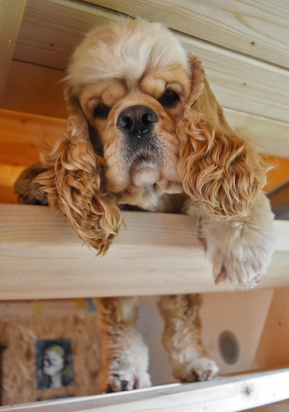 Amerikansk cocker spaniel Viggo Pedersen  billede 9