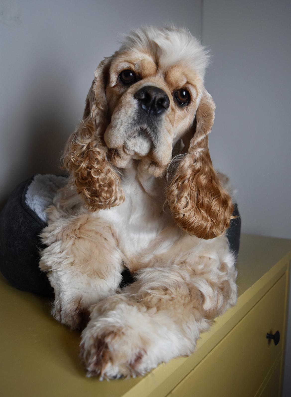 Amerikansk cocker spaniel Viggo Pedersen  billede 15