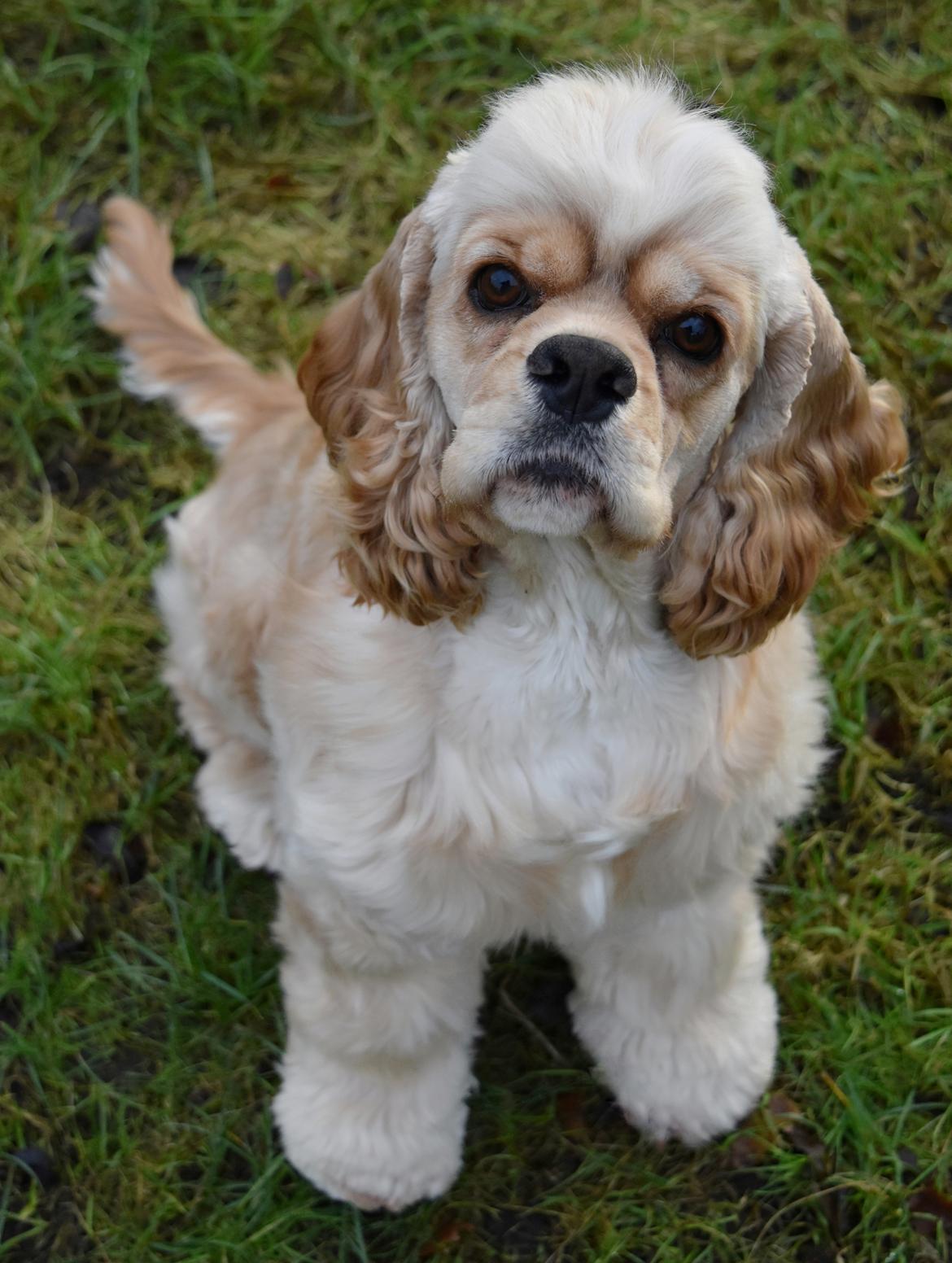 Amerikansk cocker spaniel Viggo Pedersen  billede 4