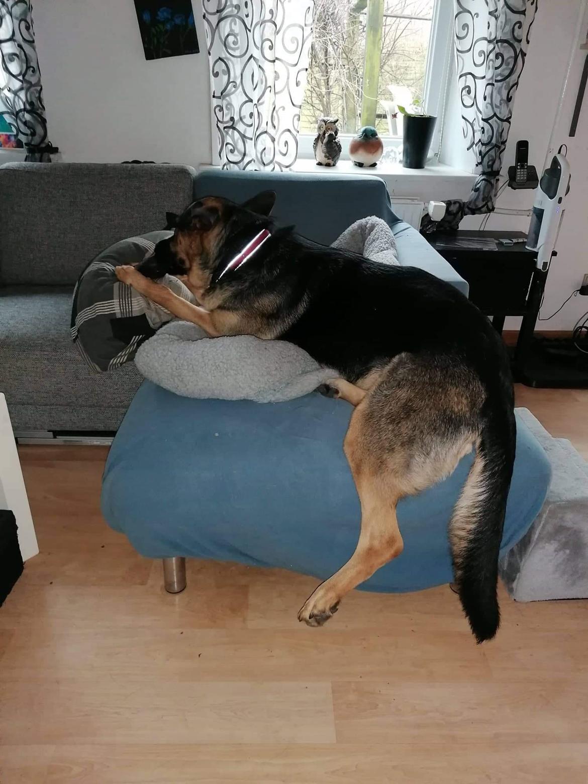 Schæferhund Ziggie billede 34