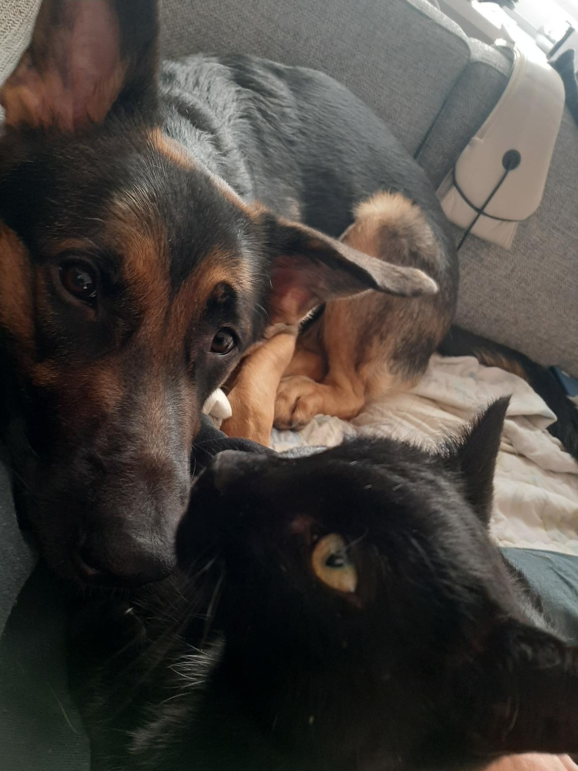 Schæferhund Ziggie billede 35