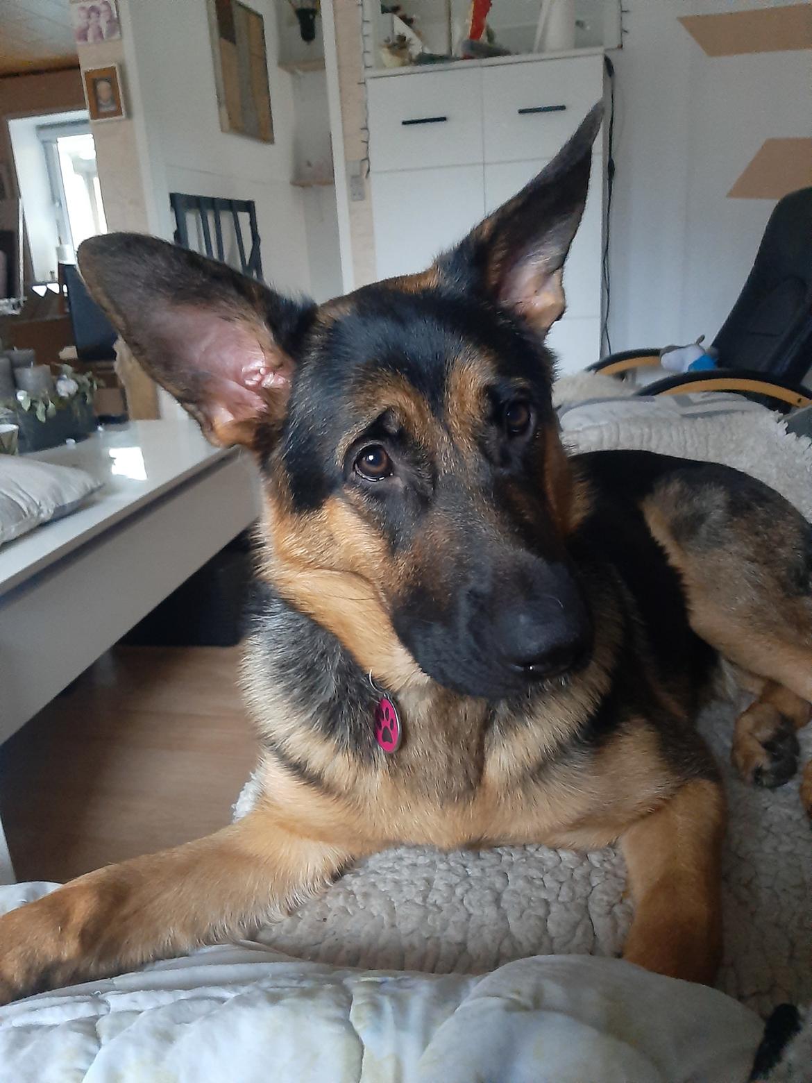 Schæferhund Ziggie billede 36