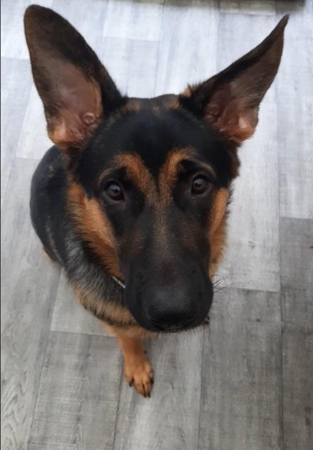 Schæferhund Ziggie billede 37