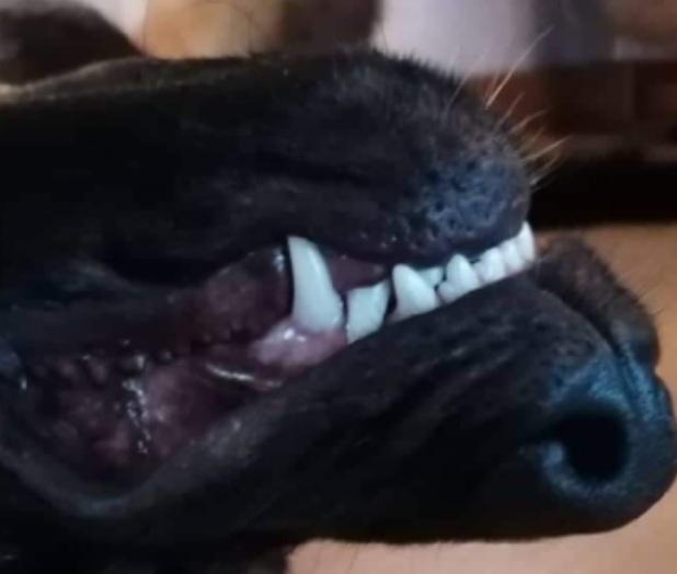 Schæferhund Ziggie billede 38