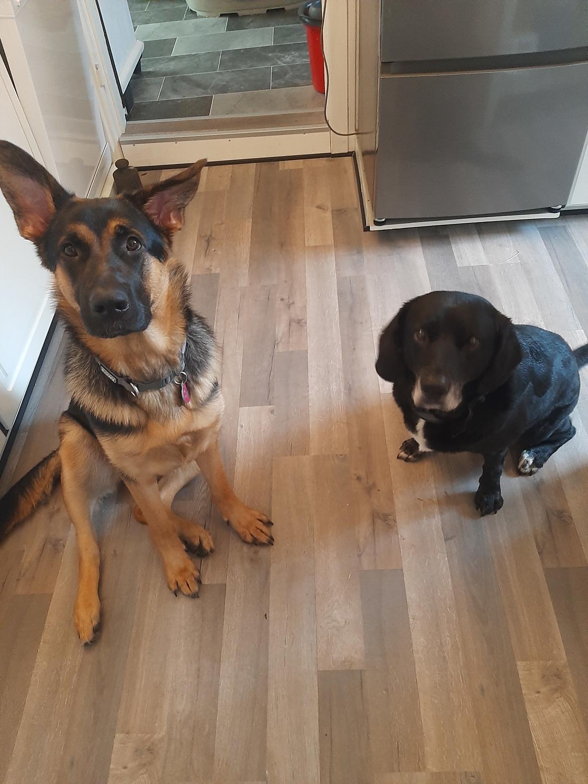 Schæferhund Ziggie billede 39