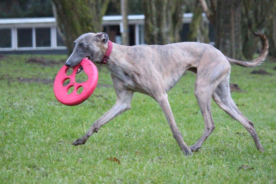 Whippet MeepMeep - 22/1-22 billede 40