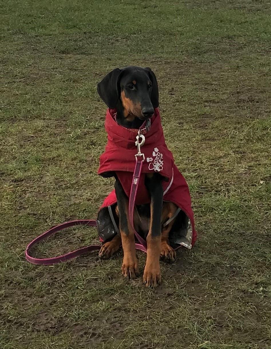 Dobermann Penny von Engelhardt - 4,5 mdt billede 16