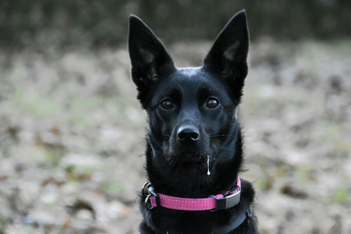 Australsk kelpie Makeelsa's Amazing Seia  billede 4