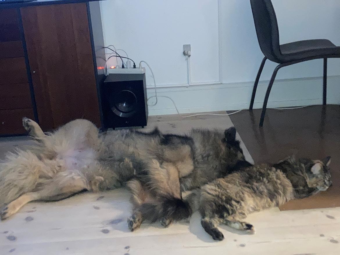 Eurasier Arachuns Hinata billede 4